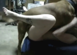 Pornô de bestialidade com uma esposa que quer sexo intenso.