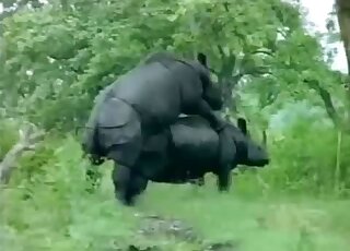 Two brutal dark rhinos have sex in the doggy style